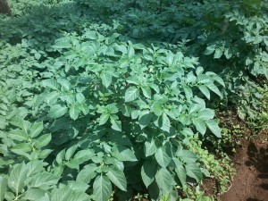 IMG-20180422-WA0071
