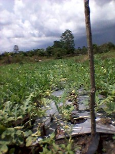 KubisLAPISI14