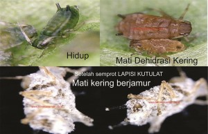 aphid2