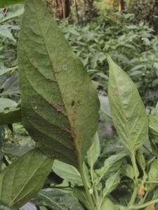 kutuLAPISI_1